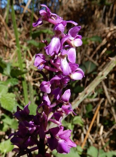 Orchis mascula  - Nicole Deschaume