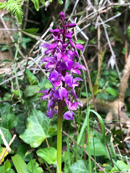 Orchis mascula 