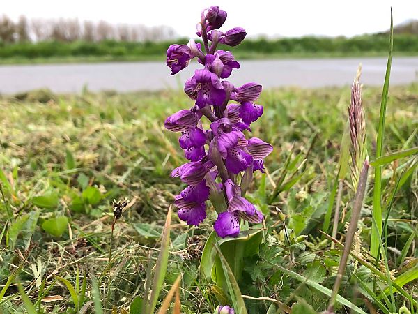 Anacamptis morio 