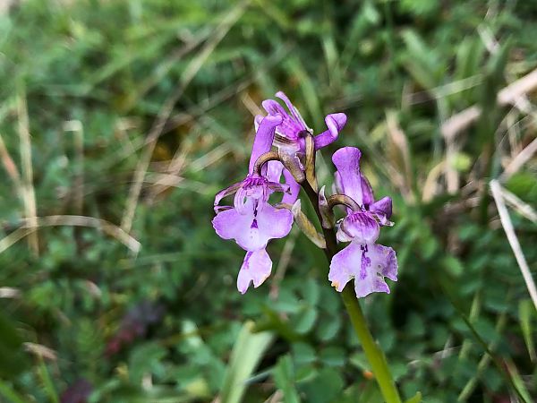 Anacamptis morio 