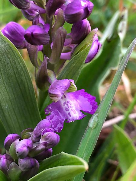 Anacamptis morio 