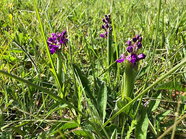 Anacamptis morio 