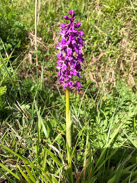 Orchis mascula 
