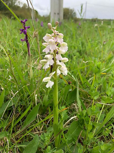 Anacamptis morio  - Armelle Bass