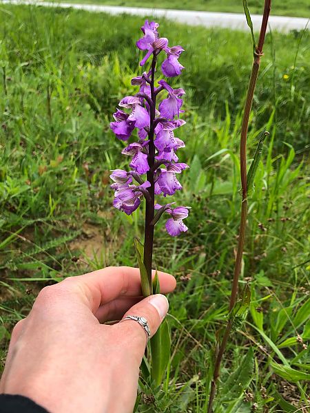Anacamptis morio 