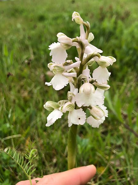 Anacamptis morio  - Armelle Bass