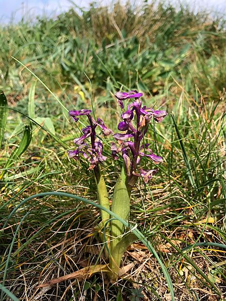 Anacamptis morio 