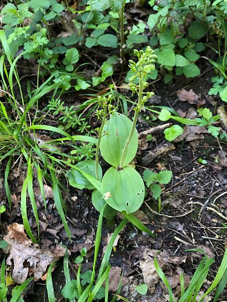 Neottia ovata  - Armelle Bass