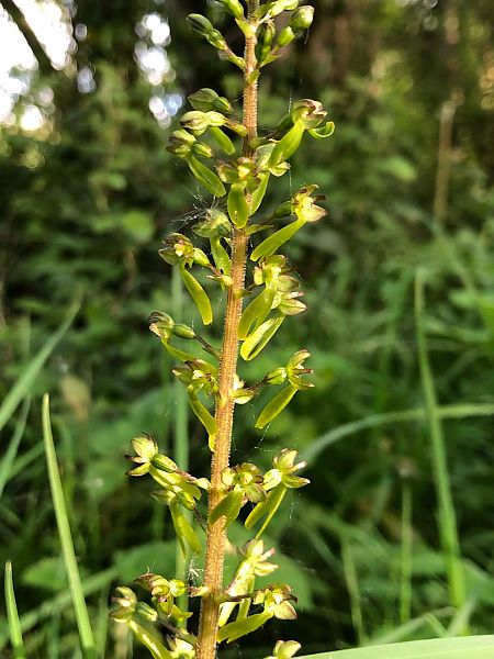 Neottia ovata  - Armelle Bass