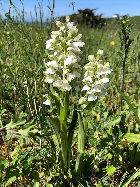 Anacamptis morio  - Armelle Bass