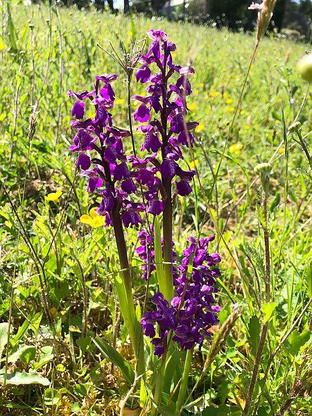 Anacamptis morio  - Armelle Bass