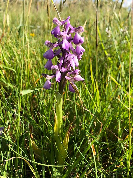 Anacamptis morio  - Armelle Bass