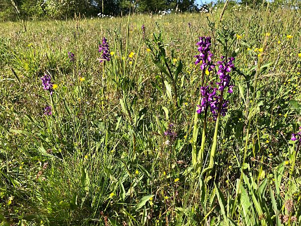 Anacamptis morio  - Armelle Bass