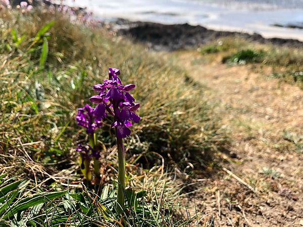 Anacamptis morio  - Armelle Bass