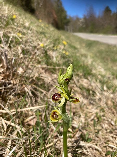 Ophrys araneola  - A P