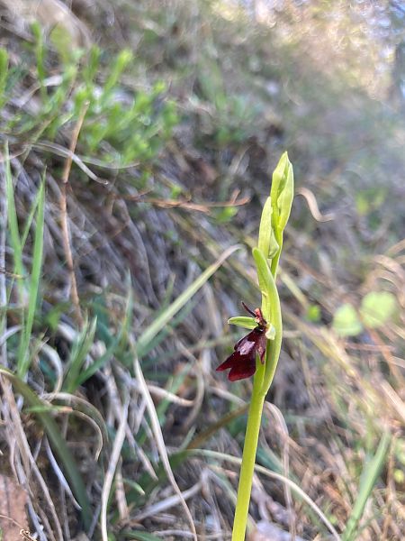 Ophrys insectifera  - A P