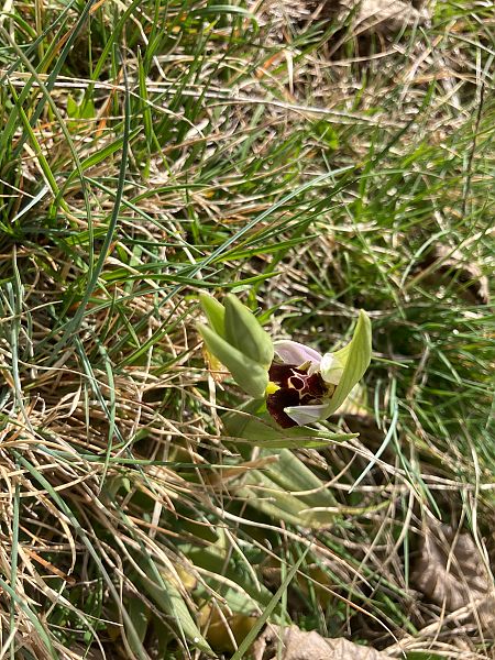 Ophrys fuciflora  - A P