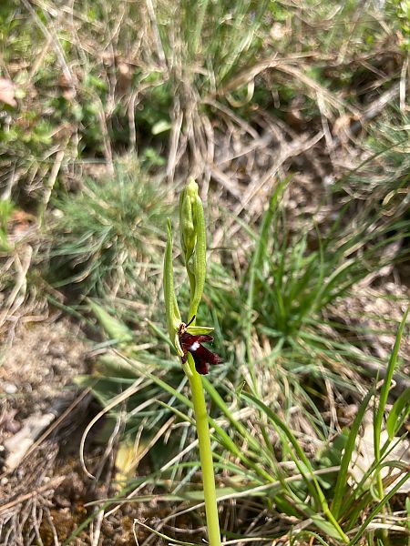 Ophrys insectifera  - A P