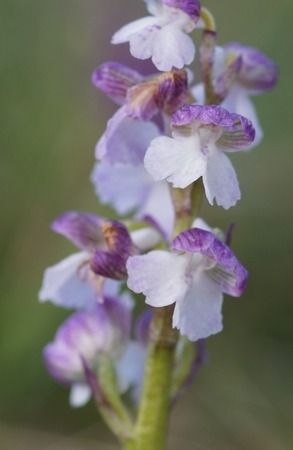 Anacamptis indet. group. morio  - Bruno Vleeschouwers