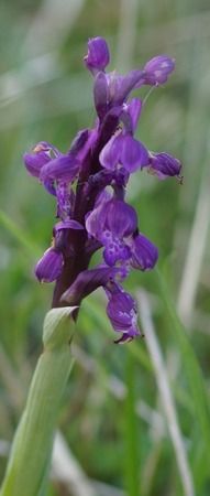 Anacamptis indet. group. morio  - Bruno Vleeschouwers