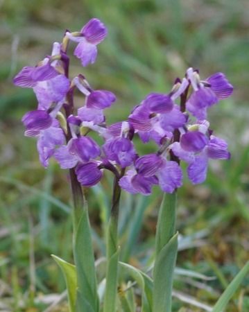 Anacamptis indet. group. morio  - Bruno Vleeschouwers