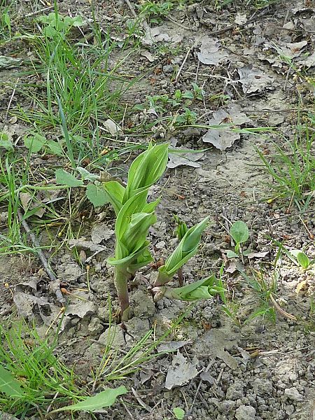 Epipactis helleborine  - Didier Gioria