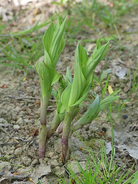 Epipactis helleborine  - Didier Gioria