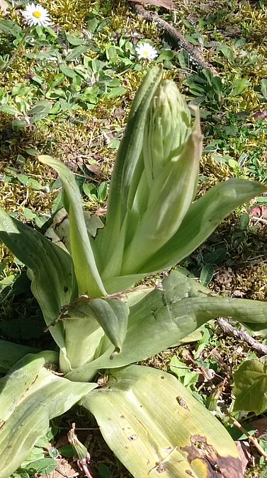 Himantoglossum hircinum  - Laurence Gautherin