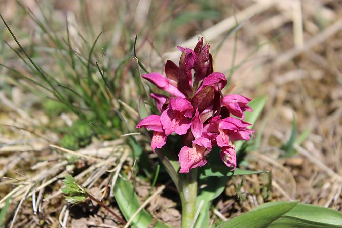 Dactylorhiza sambucina f. zimmermanii  - Annie Milliat