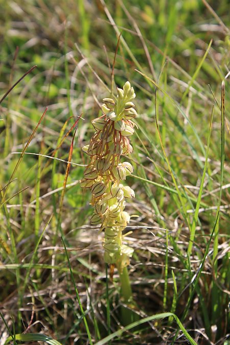 Orchis anthropophora  - Annie Milliat