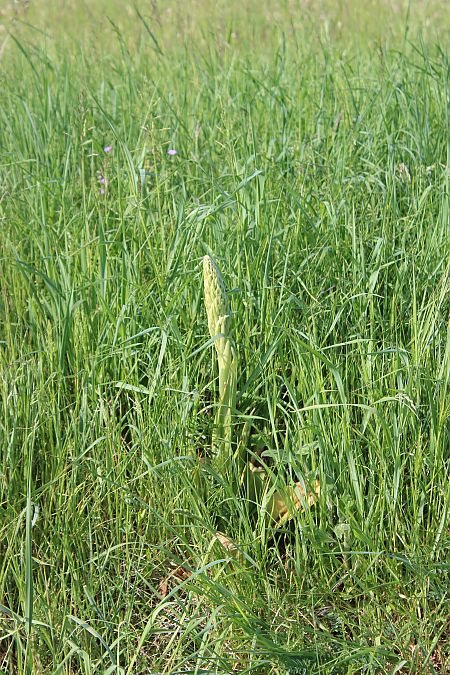 Himantoglossum hircinum  - Annie Milliat