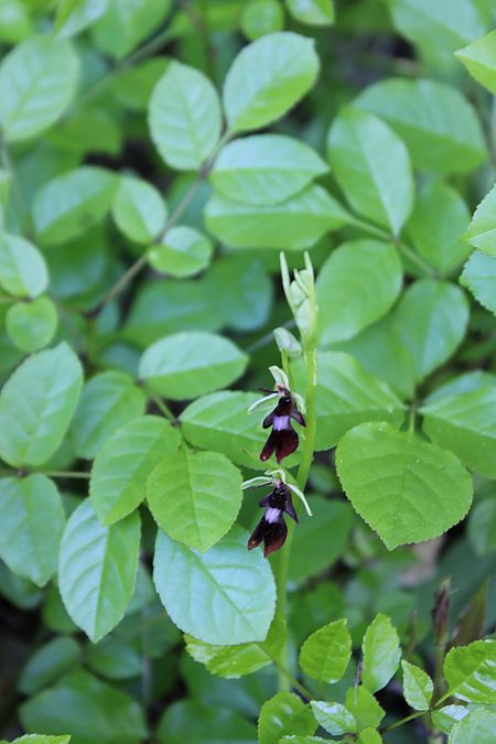 Ophrys insectifera  - Annie Milliat
