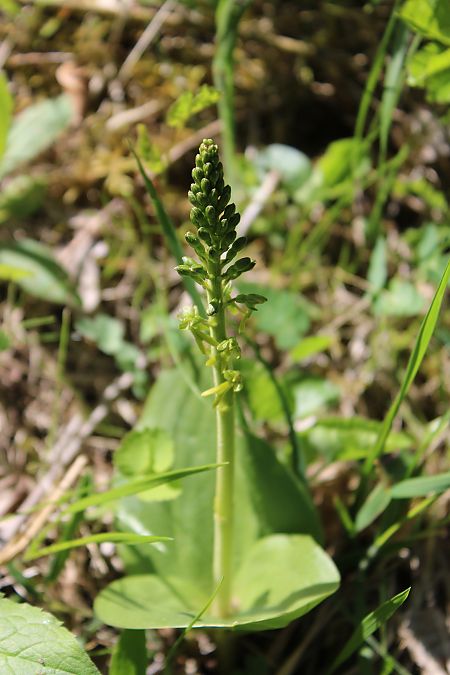 Neottia ovata  - Annie Milliat