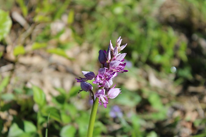 Orchis militaris  - Annie Milliat
