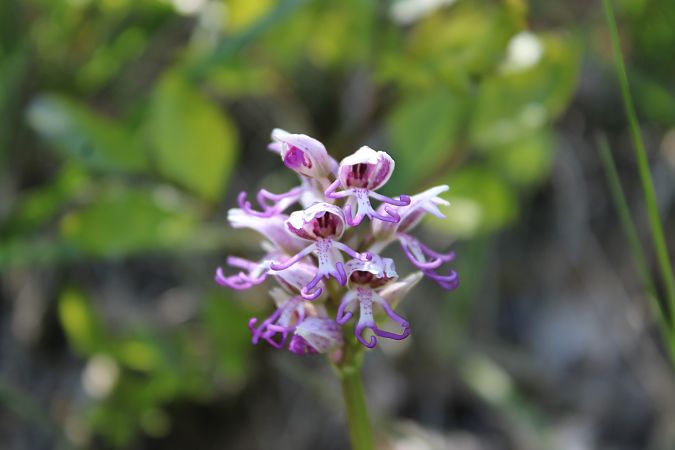 Orchis simia  - Annie Milliat