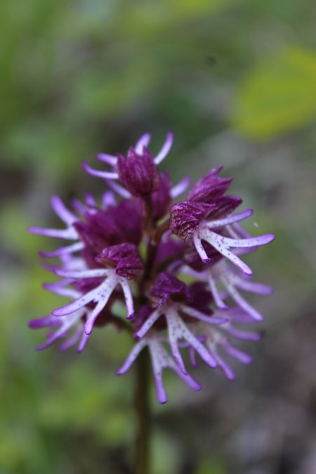 Orchis simia  - Annie Milliat