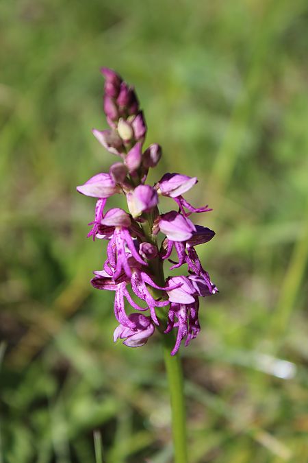 Orchis simia  - Annie Milliat