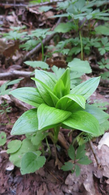 Epipactis helleborine  - Agnes Gallet