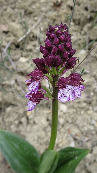 Orchis purpurea  - Agnes Gallet