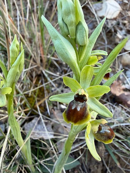 Ophrys araneola  - Agnes Gallet
