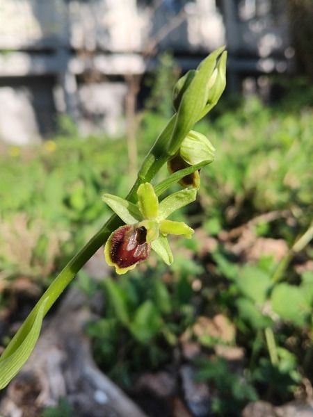 Ophrys aranifera  - Siek-Hy Lim
