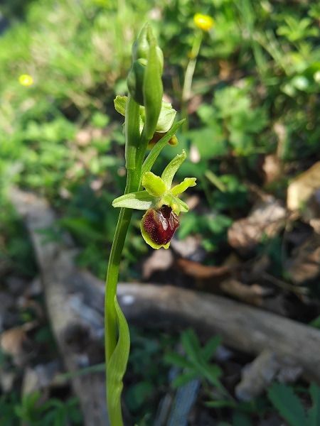 Ophrys aranifera  - Siek-Hy Lim