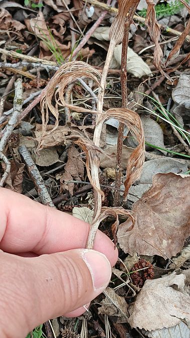 Epipactis helleborine var. minor  - José Miguel Martins Da Silva