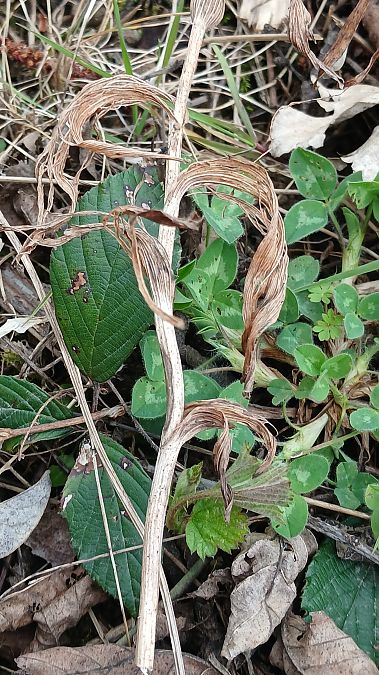 Epipactis helleborine var. minor  - José Miguel Martins Da Silva