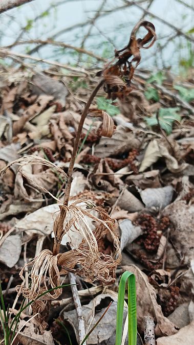 Epipactis helleborine var. minor  - José Miguel Martins Da Silva