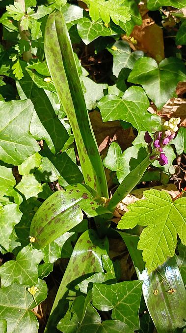 Orchis mascula  - José Miguel Martins Da Silva