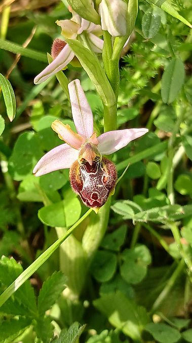 Ophrys splendida  - José Miguel Martins Da Silva