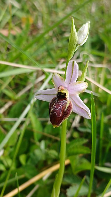 Ophrys splendida  - José Miguel Martins Da Silva