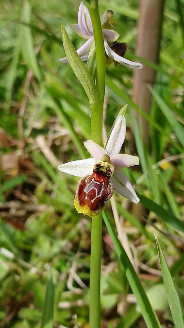 Ophrys splendida  - José Miguel Martins Da Silva