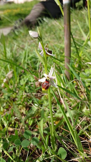 Ophrys splendida  - José Miguel Martins Da Silva